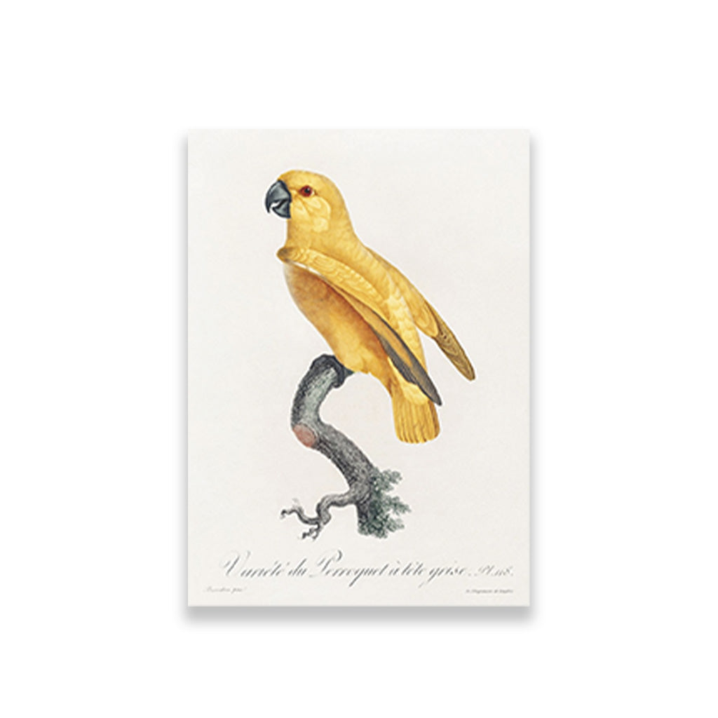Senegal Parrot from Natural History of Parrots Painting - Meri Deewar 2 : 3 Vertical Premium Wall Art Canvas by MeriDeewar