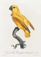 Senegal Parrot from Natural History of Parrots Painting - Meri Deewar 2 : 3 Vertical Premium Wall Art Canvas by MeriDeewar