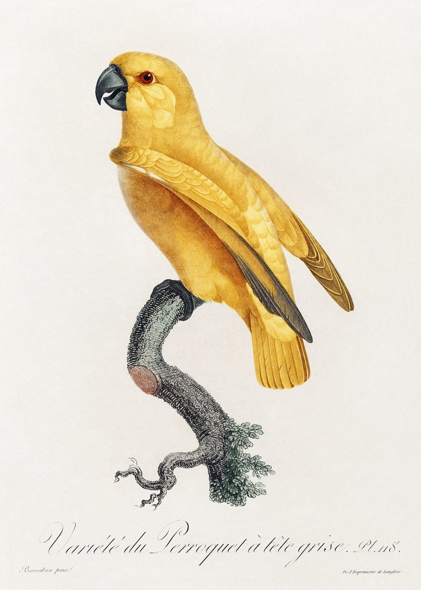 Senegal Parrot from Natural History of Parrots Painting - Meri Deewar 2 : 3 Vertical Premium Wall Art Canvas by MeriDeewar