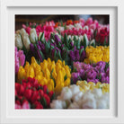 Shades of Lily Painting - Meri Deewar 1 : 1 Square Premium Wall Art Canvas by MeriDeewar