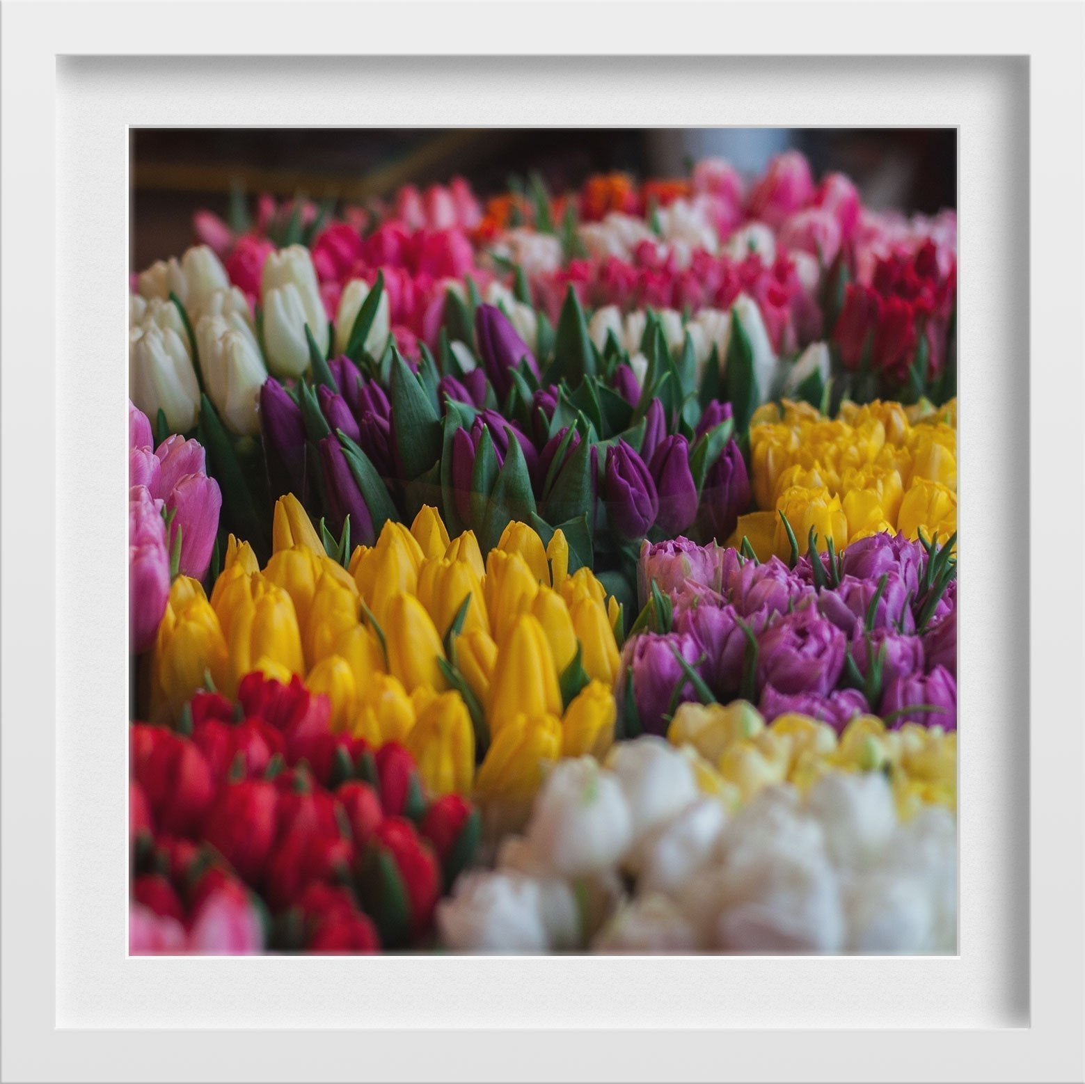 Shades of Lily Painting - Meri Deewar 1 : 1 Square Premium Wall Art Canvas by MeriDeewar