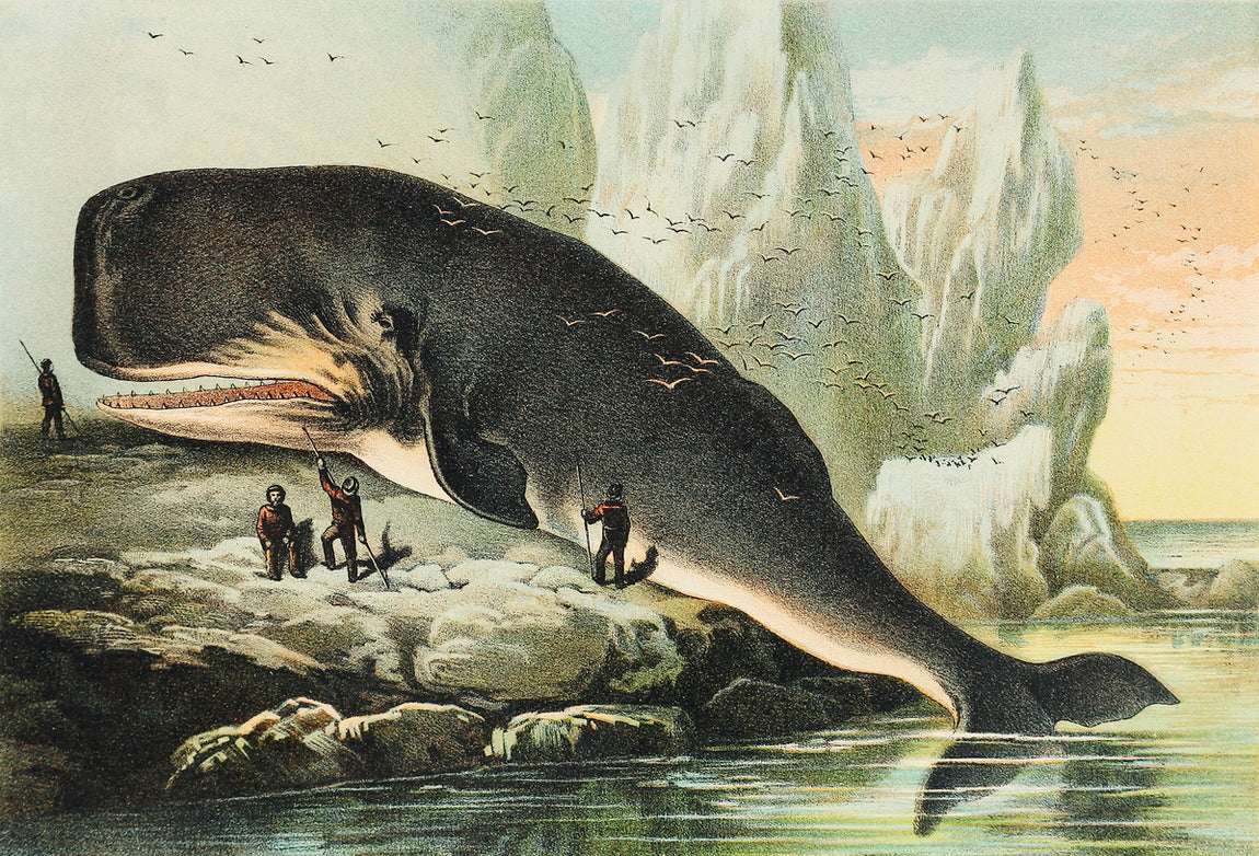 Sperm whale 3 : 2 Horizontal Premium Wall Art Canvas by MeriDeewar