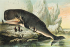 Sperm whale 3 : 2 Horizontal Premium Wall Art Canvas by MeriDeewar