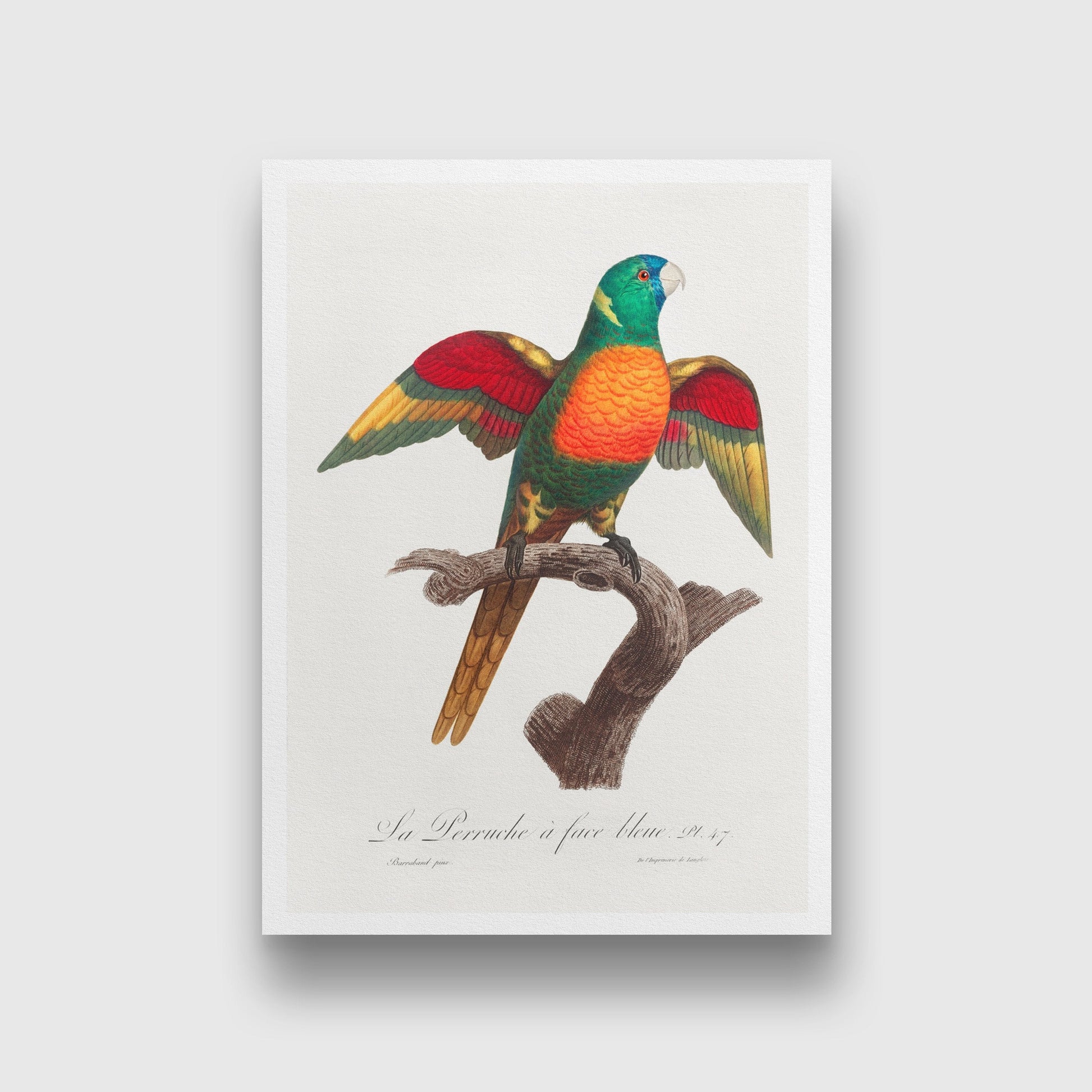The Blue Headed Parrot, Pionus menstruus from Natural History of Parrots Painting - Meri Deewar 2 : 3 Vertical Premium Wall Art Canvas by MeriDeewar