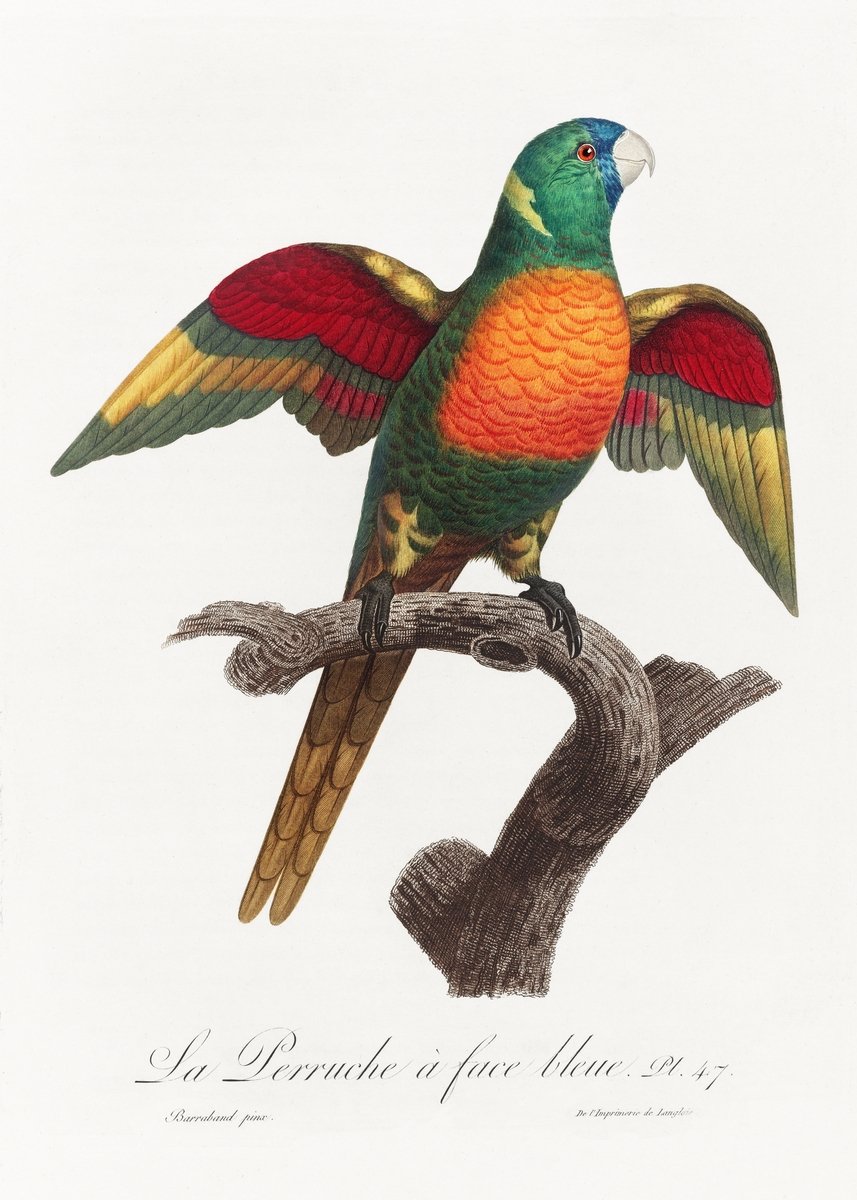 The Blue Headed Parrot, Pionus menstruus from Natural History of Parrots Painting - Meri Deewar 2 : 3 Vertical Premium Wall Art Canvas by MeriDeewar