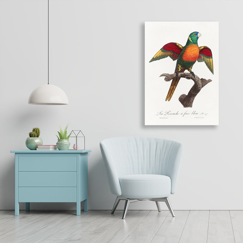 The Blue Headed Parrot, Pionus menstruus from Natural History of Parrots Painting - Meri Deewar 2 : 3 Vertical Premium Wall Art Canvas by MeriDeewar