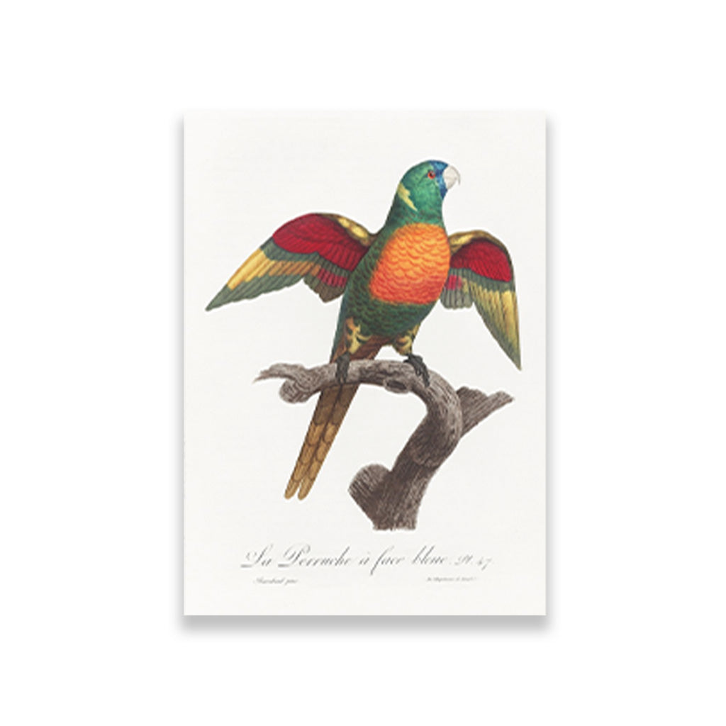 The Blue Headed Parrot, Pionus menstruus from Natural History of Parrots Painting - Meri Deewar 2 : 3 Vertical Premium Wall Art Canvas by MeriDeewar