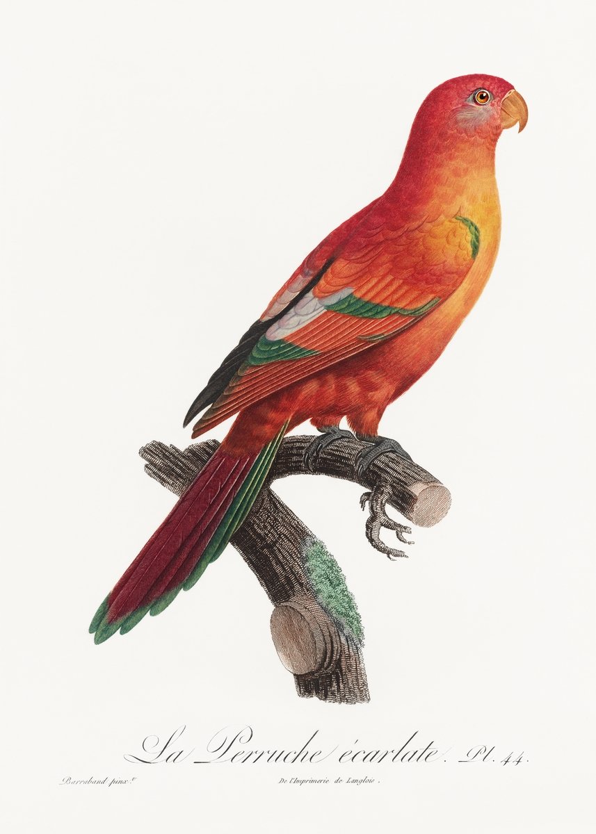 The Crimson Shining Parrot Painting - Meri Deewar 2 : 3 Vertical Premium Wall Art Canvas by MeriDeewar