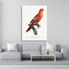 The Crimson Shining Parrot Painting - Meri Deewar 2 : 3 Vertical Premium Wall Art Canvas by MeriDeewar