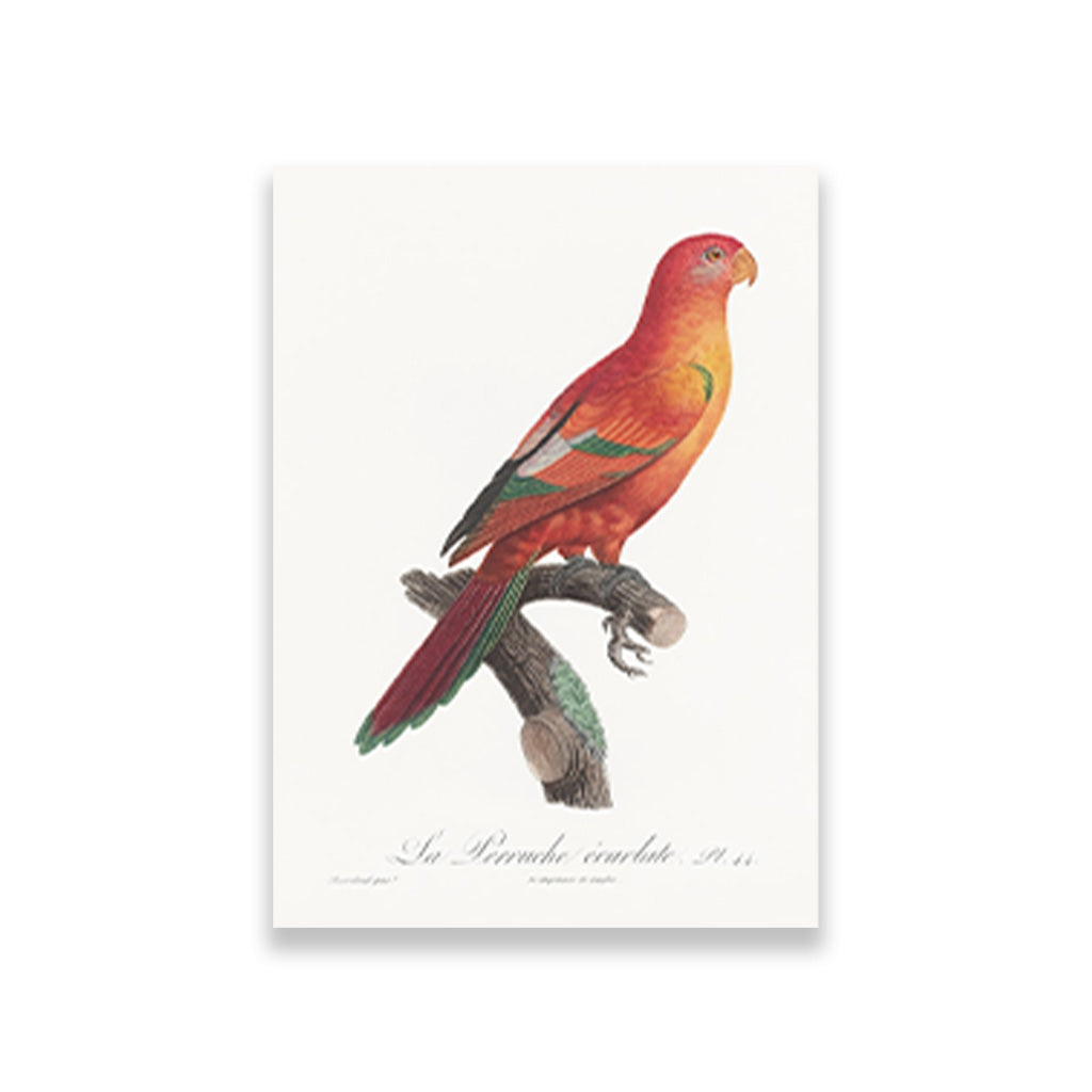 The Crimson Shining Parrot Painting - Meri Deewar 2 : 3 Vertical Premium Wall Art Canvas by MeriDeewar