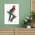 The Eastern Rosella Painting - Meri Deewar 2 : 3 Vertical Premium Wall Art Canvas by MeriDeewar