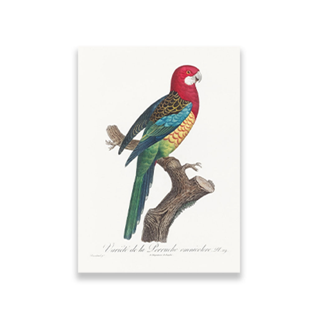 The Eastern Rosella Painting - Meri Deewar 2 : 3 Vertical Premium Wall Art Canvas by MeriDeewar