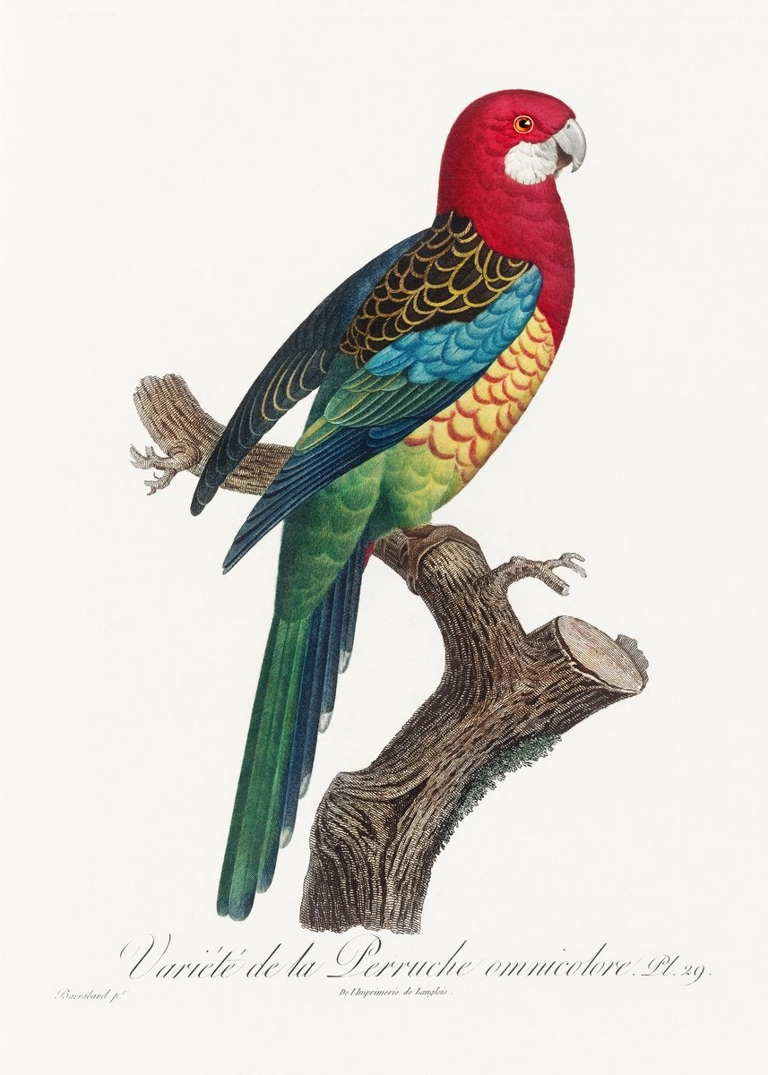 The Eastern Rosella Painting - Meri Deewar 2 : 3 Vertical Premium Wall Art Canvas by MeriDeewar