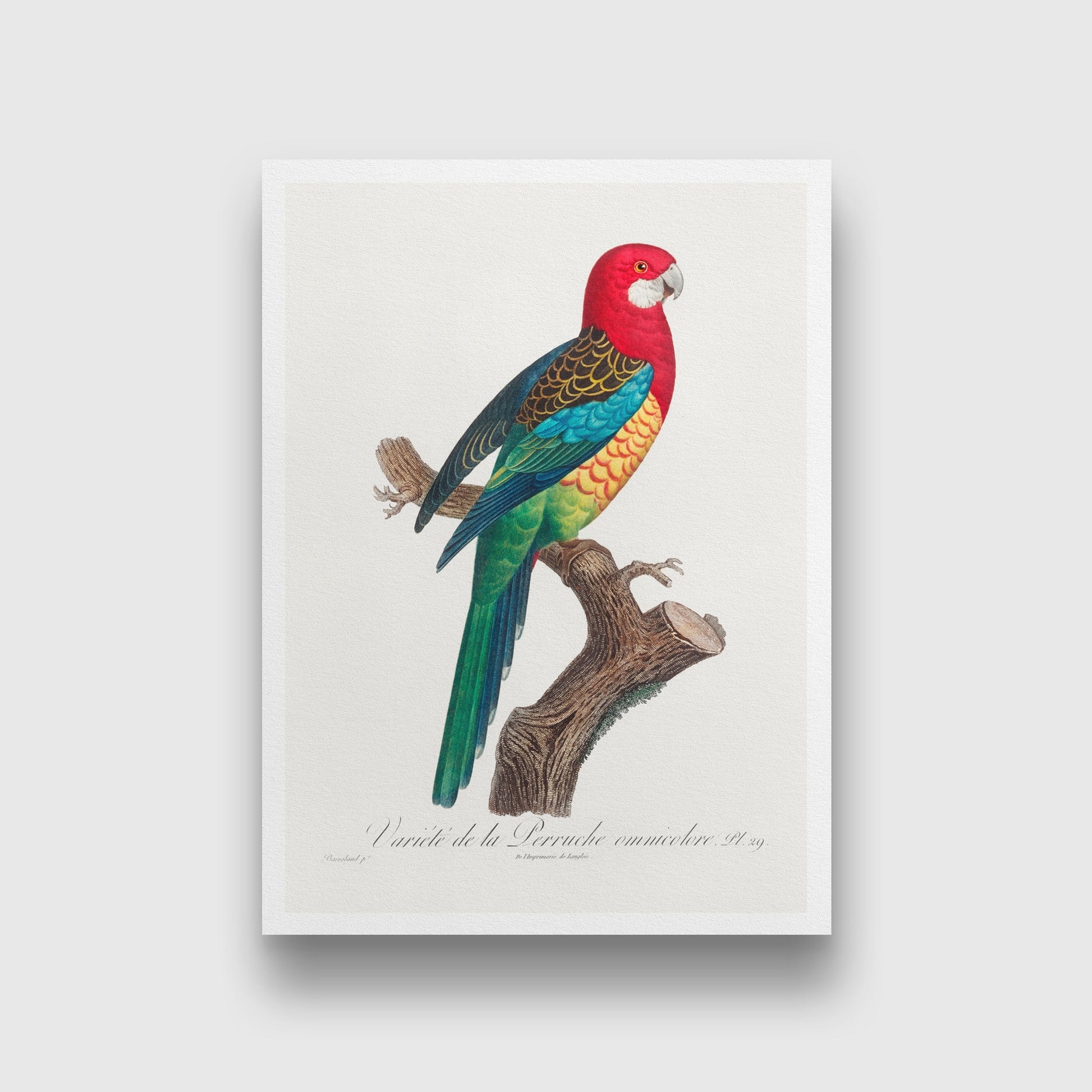 The Eastern Rosella Painting - Meri Deewar 2 : 3 Vertical Premium Wall Art Canvas by MeriDeewar