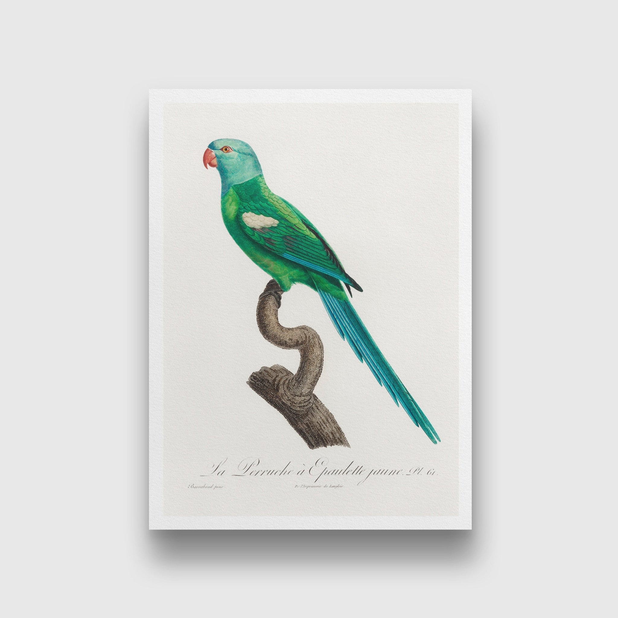 The Green-Shouldered Amazon, Amazona barbadensis from Natural History of Parrots Painting - Meri Deewar 2 : 3 Vertical Premium Wall Art Canvas by MeriDeewar