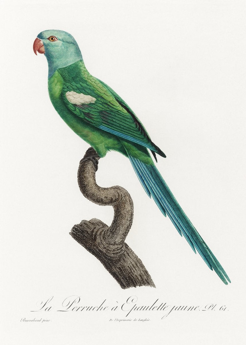 The Green-Shouldered Amazon, Amazona barbadensis from Natural History of Parrots Painting - Meri Deewar 2 : 3 Vertical Premium Wall Art Canvas by MeriDeewar