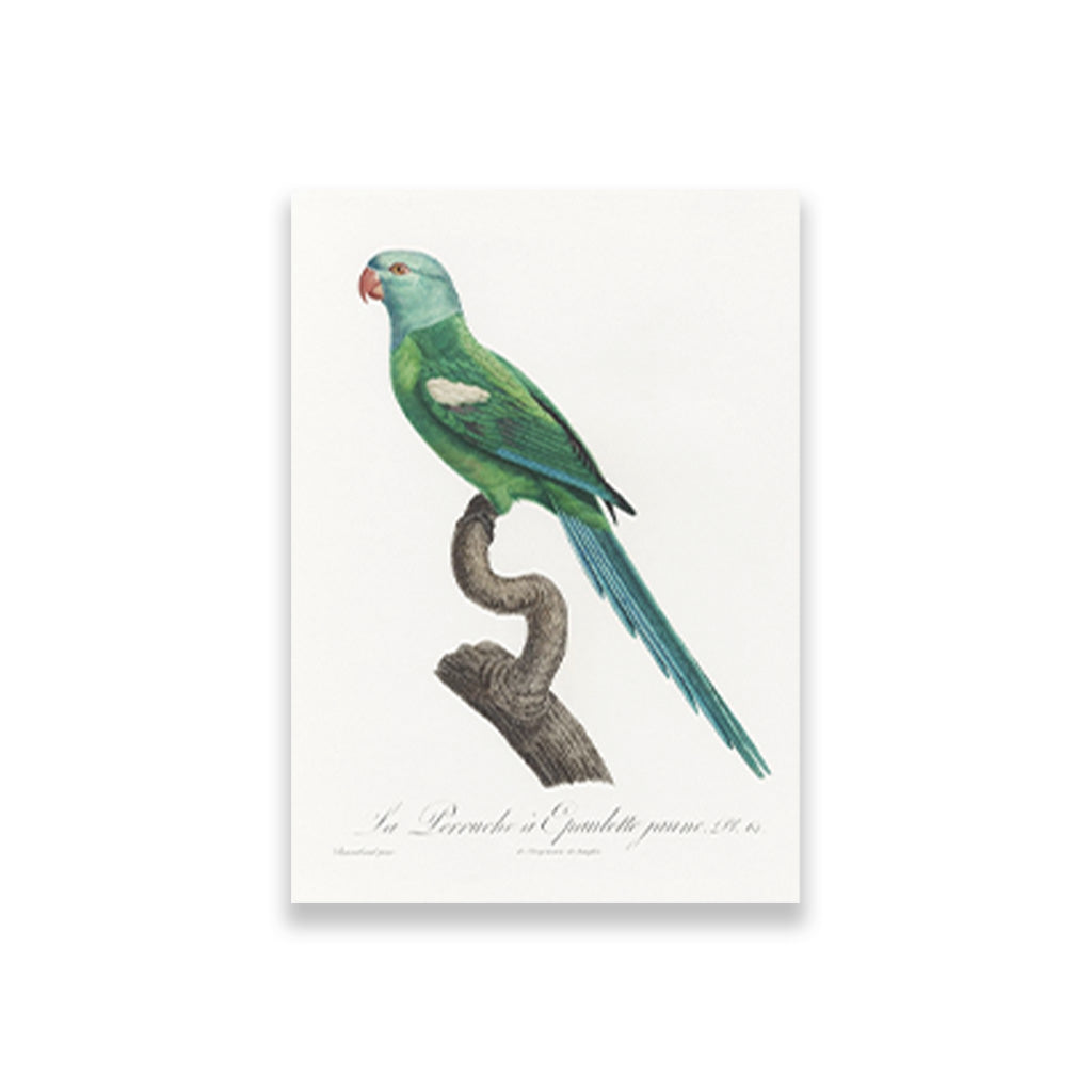 The Green-Shouldered Amazon, Amazona barbadensis from Natural History of Parrots Painting - Meri Deewar 2 : 3 Vertical Premium Wall Art Canvas by MeriDeewar