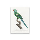 The Green-Shouldered Amazon, Amazona barbadensis from Natural History of Parrots Painting - Meri Deewar 2 : 3 Vertical Premium Wall Art Canvas by MeriDeewar