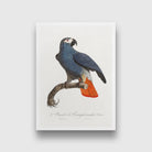 The Grey Parrot Painting - Meri Deewar 2 : 3 Vertical Premium Wall Art Canvas by MeriDeewar