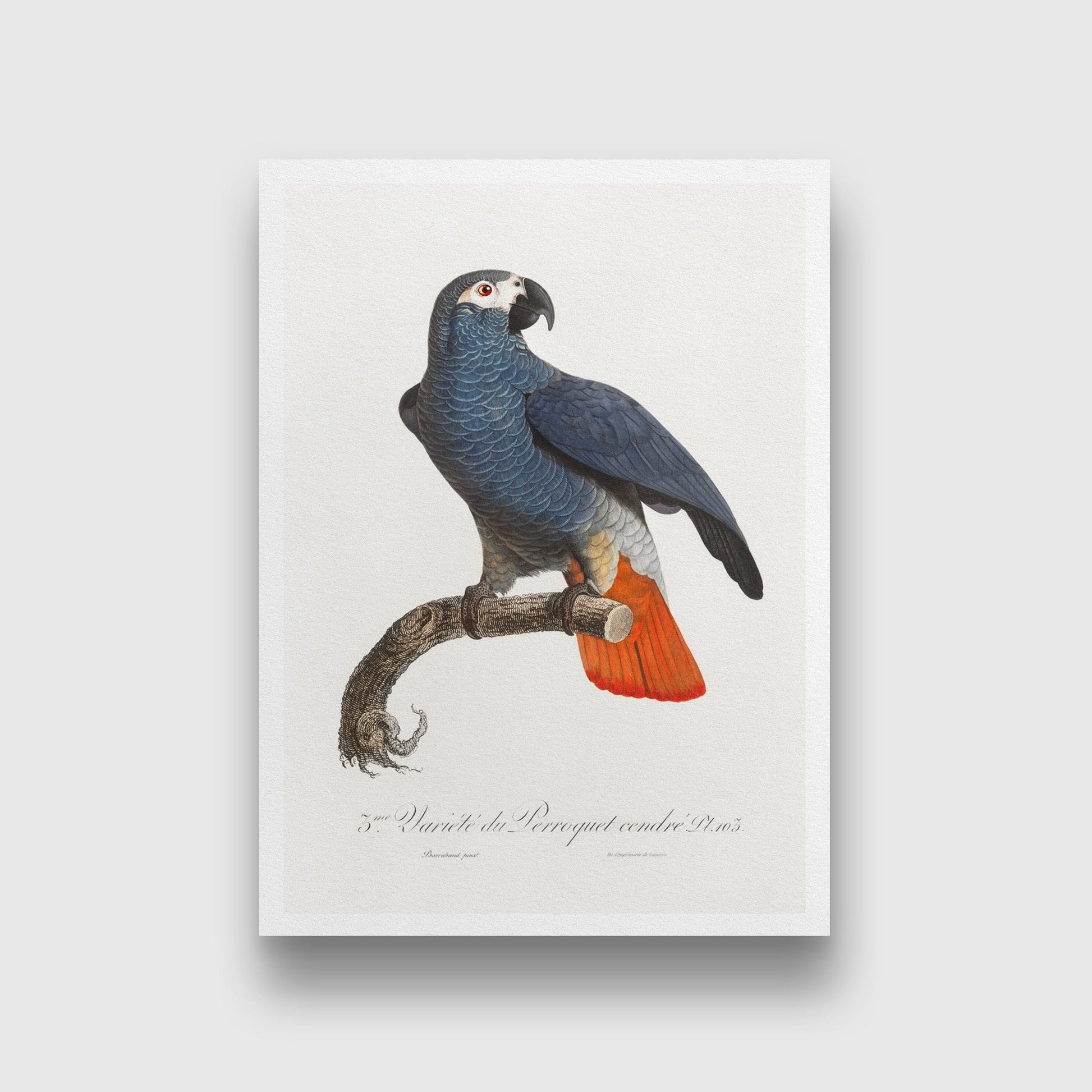 The Grey Parrot Painting - Meri Deewar 2 : 3 Vertical Premium Wall Art Canvas by MeriDeewar