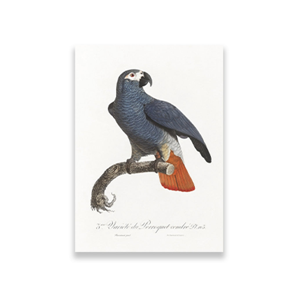 The Grey Parrot Painting - Meri Deewar 2 : 3 Vertical Premium Wall Art Canvas by MeriDeewar