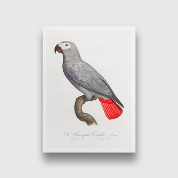 The Grey Parrot, Psittacus erithacus from Natural History of Parrots Painting - Meri Deewar 2 : 3 Vertical Premium Wall Art Canvas by MeriDeewar