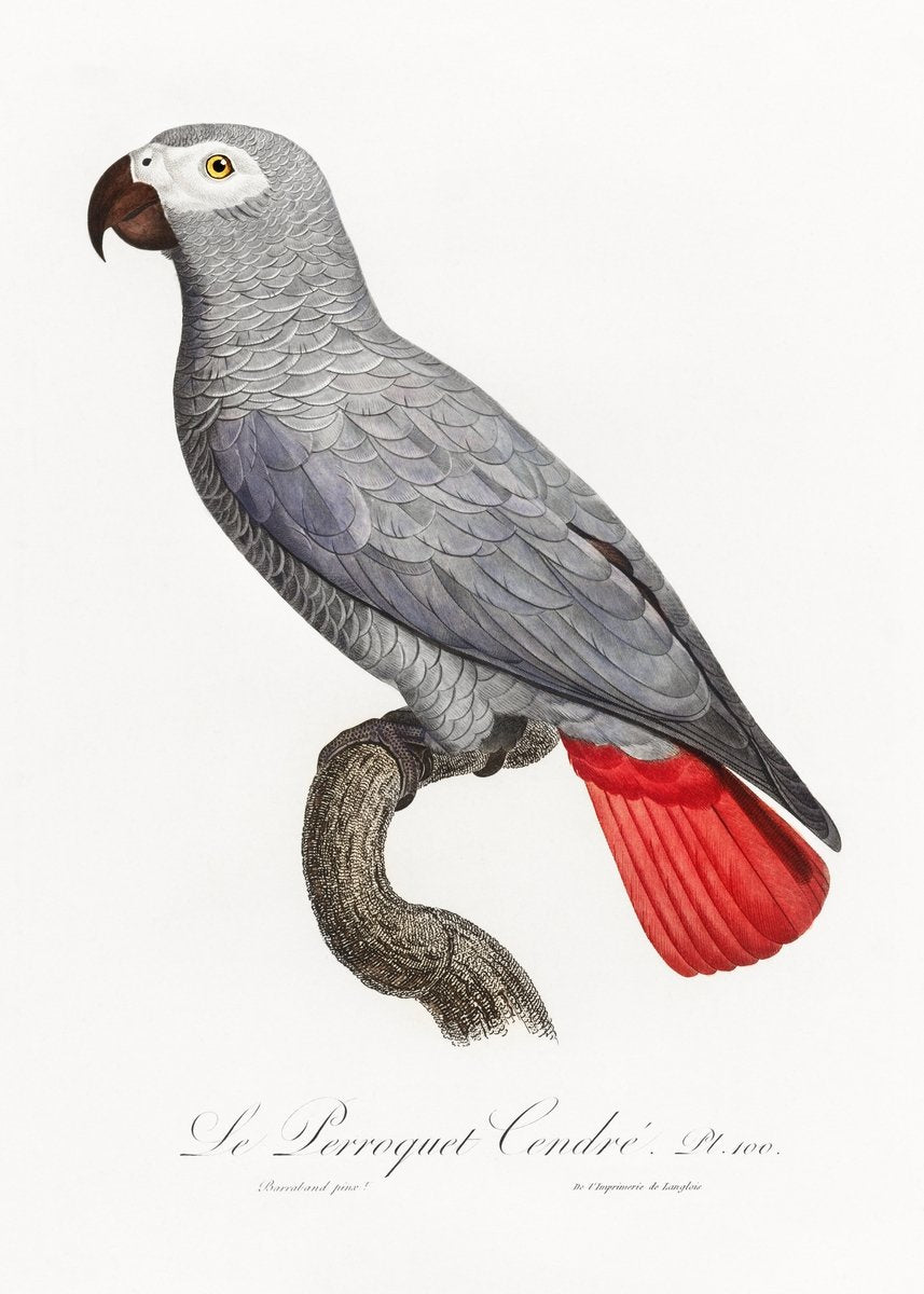 The Grey Parrot, Psittacus erithacus from Natural History of Parrots Painting - Meri Deewar 2 : 3 Vertical Premium Wall Art Canvas by MeriDeewar