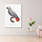 The Grey Parrot, Psittacus erithacus from Natural History of Parrots Painting - Meri Deewar 2 : 3 Vertical Premium Wall Art Canvas by MeriDeewar