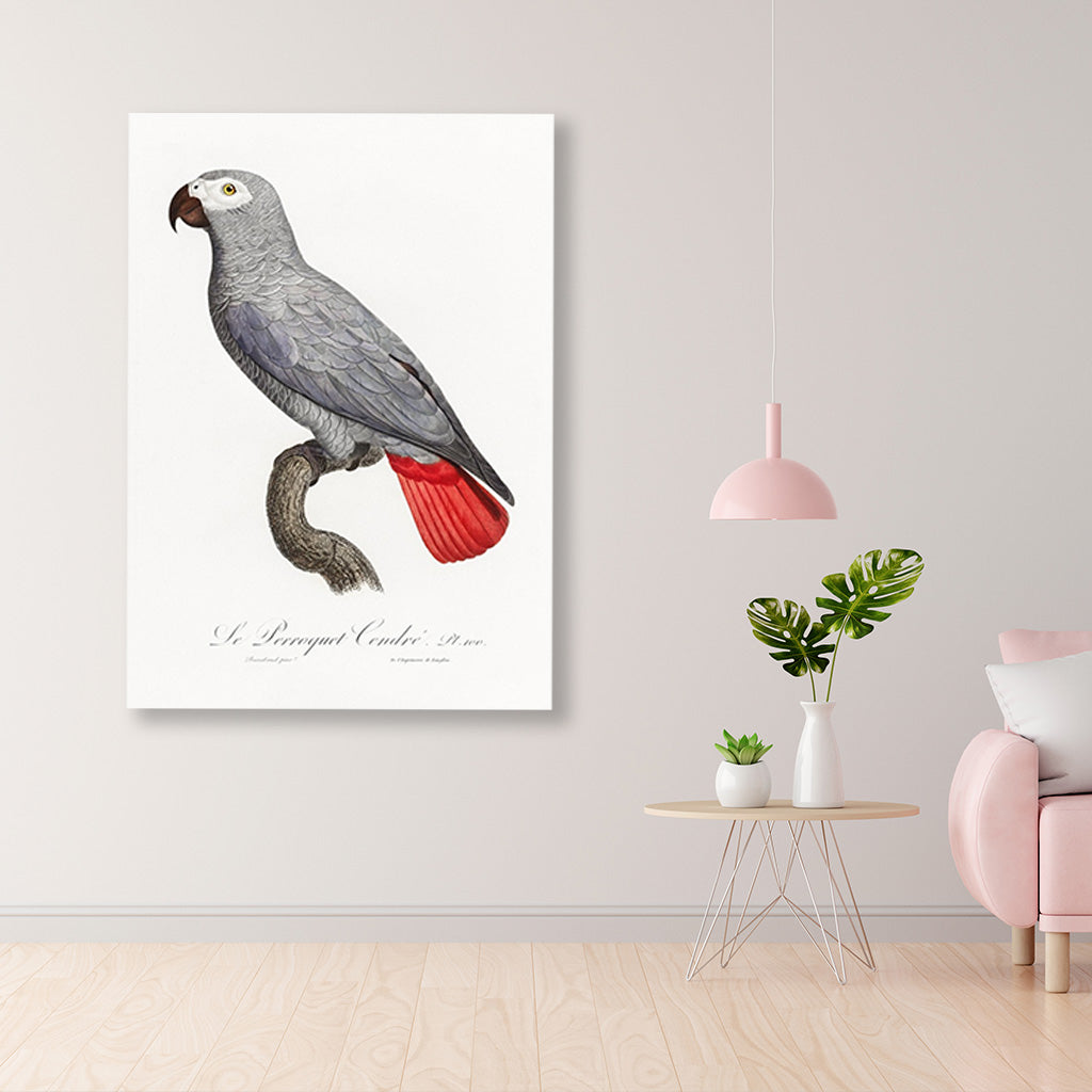 The Grey Parrot, Psittacus erithacus from Natural History of Parrots Painting - Meri Deewar 2 : 3 Vertical Premium Wall Art Canvas by MeriDeewar