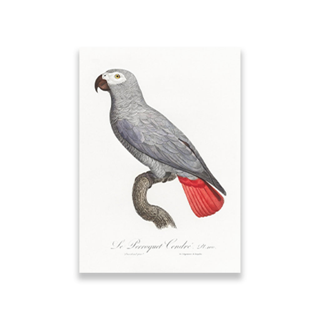 The Grey Parrot, Psittacus erithacus from Natural History of Parrots Painting - Meri Deewar 2 : 3 Vertical Premium Wall Art Canvas by MeriDeewar
