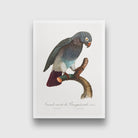 The Grey Parrot Psittacus erithacus Painting - Meri Deewar 2 : 3 Vertical Premium Wall Art Canvas by MeriDeewar
