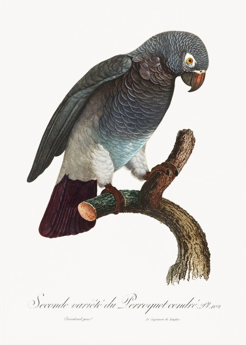 The Grey Parrot Psittacus erithacus Painting - Meri Deewar 2 : 3 Vertical Premium Wall Art Canvas by MeriDeewar
