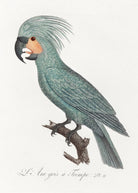 The Palm Cockatoo Painting - Meri Deewar 2 : 3 Vertical Premium Wall Art Canvas by MeriDeewar