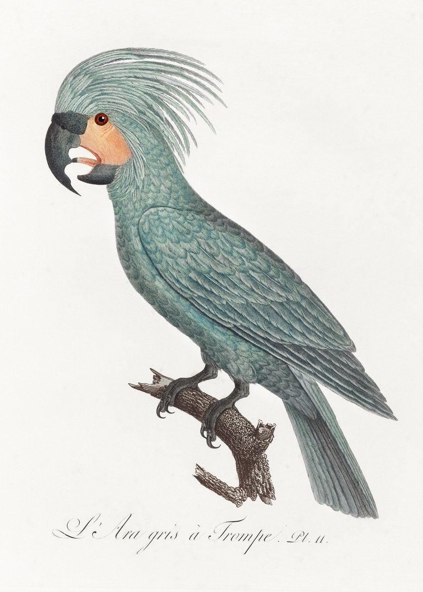 The Palm Cockatoo Painting - Meri Deewar 2 : 3 Vertical Premium Wall Art Canvas by MeriDeewar
