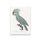 The Palm Cockatoo Painting - Meri Deewar 2 : 3 Vertical Premium Wall Art Canvas by MeriDeewar