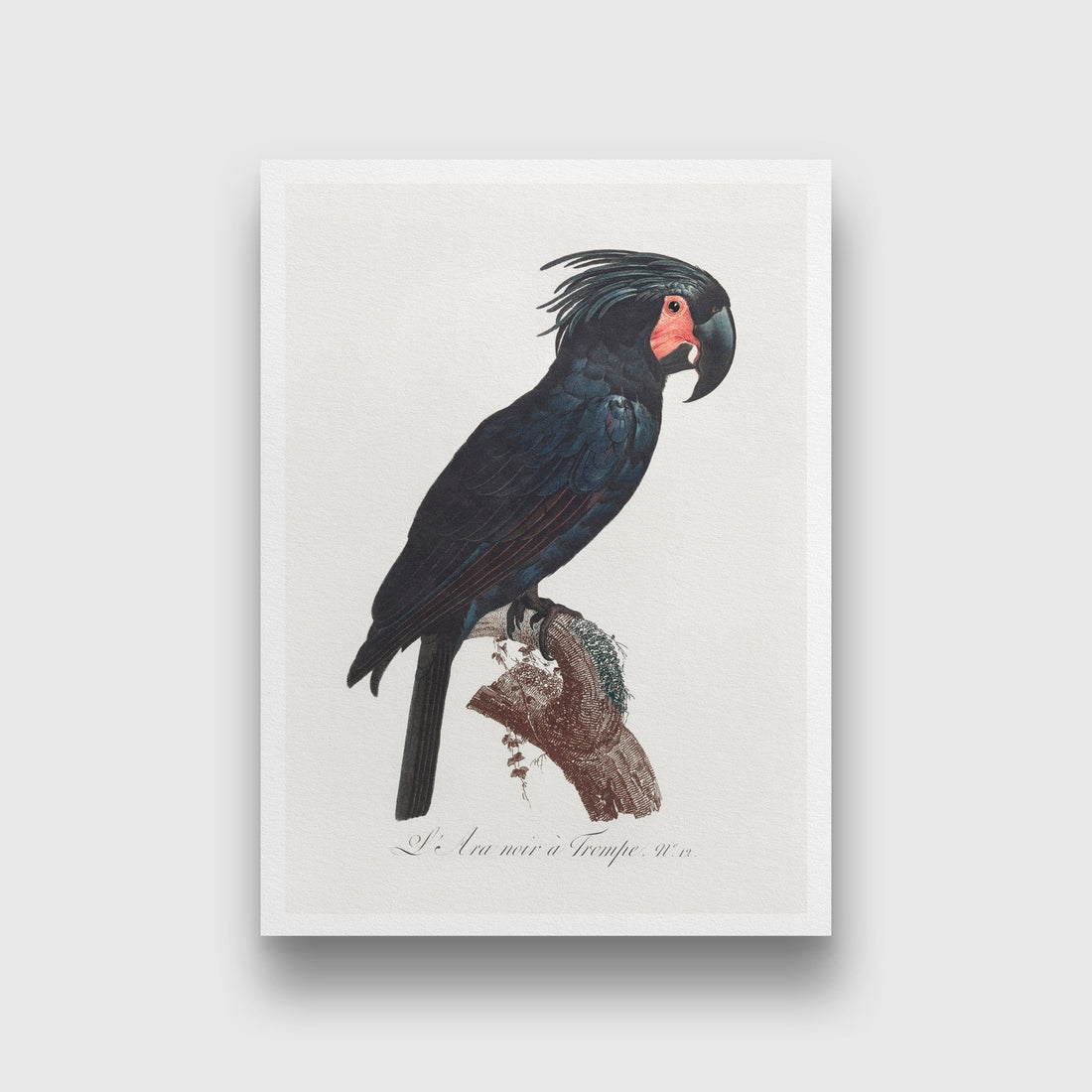 The Palm Cockatoo Probosciger aterrimus from Natural History of Parrots Painting - Meri Deewar 2 : 3 Vertical Premium Wall Art Canvas by MeriDeewar