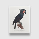 The Palm Cockatoo Probosciger aterrimus from Natural History of Parrots Painting - Meri Deewar 2 : 3 Vertical Premium Wall Art Canvas by MeriDeewar