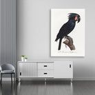 The Palm Cockatoo Probosciger aterrimus from Natural History of Parrots Painting - Meri Deewar 2 : 3 Vertical Premium Wall Art Canvas by MeriDeewar