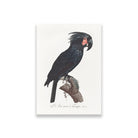 The Palm Cockatoo Probosciger aterrimus from Natural History of Parrots Painting - Meri Deewar 2 : 3 Vertical Premium Wall Art Canvas by MeriDeewar