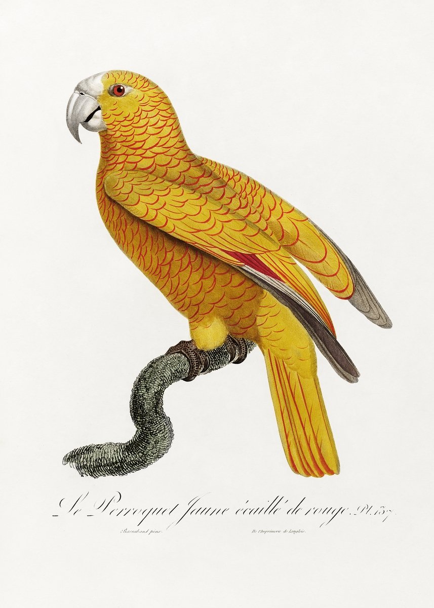 The Parrot of Paradise of Cuba Psittacus paradisi Painting - Meri Deewar 2 : 3 Vertical Premium Wall Art Canvas by MeriDeewar