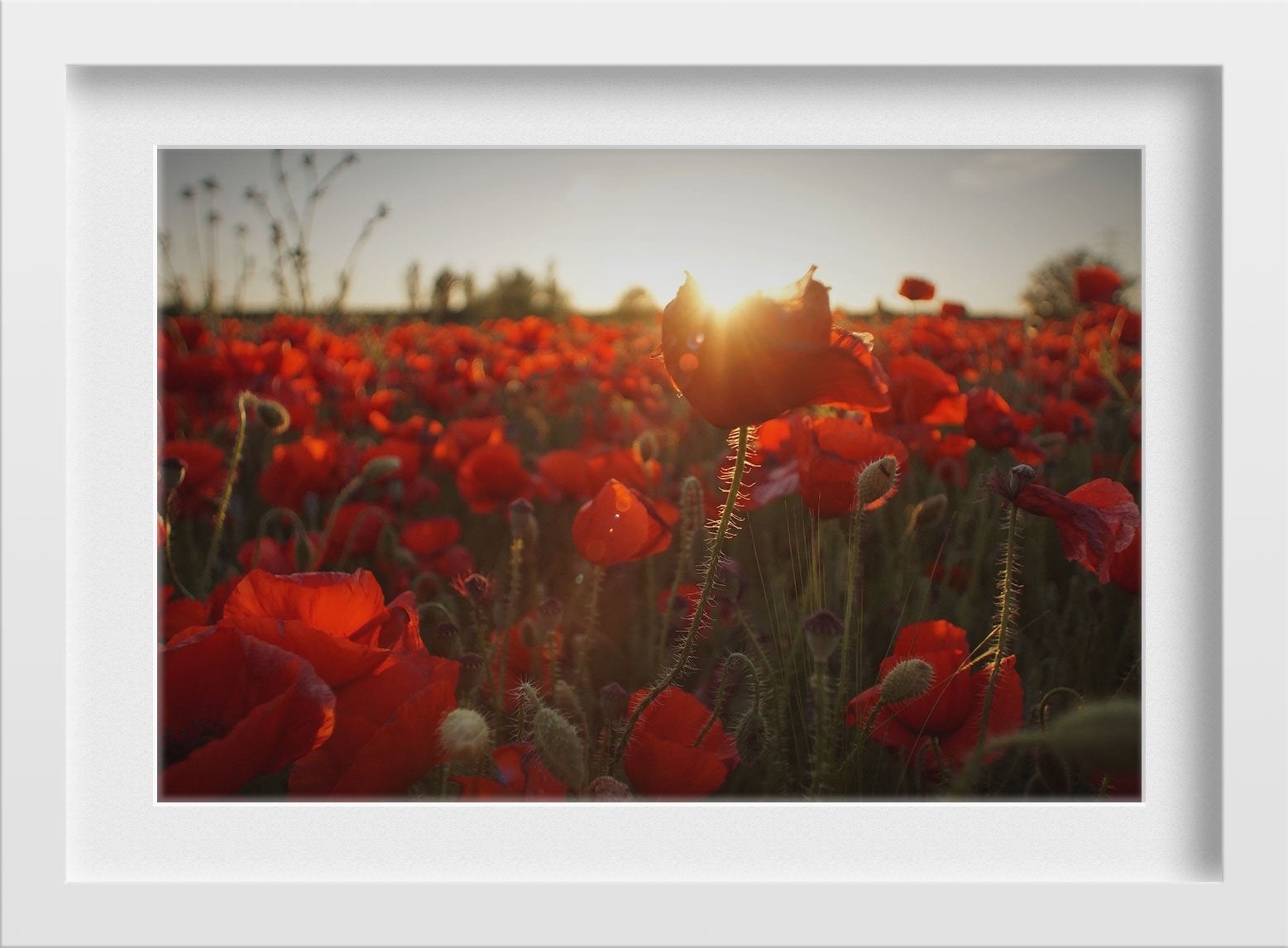 The Red Rose Field Painting - Meri Deewar 3 : 2 Horizontal Premium Wall Art Canvas by MeriDeewar