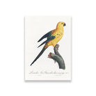 The Sun Parakeet, Aratinga solstitialis from Natural History of Parrots Painting - Meri Deewar 2 : 3 Vertical Premium Wall Art Canvas by MeriDeewar