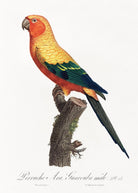 The Sun Parakeet, Aratinga solstitialis, male from Natural History of Parrots Painting - Meri Deewar 2 : 3 Vertical Premium Wall Art Canvas by MeriDeewar