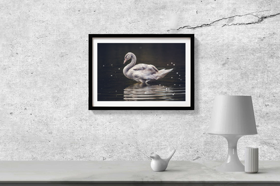 The Swan Painting - Meri Deewar 3 : 2 Horizontal Premium Wall Art Canvas by MeriDeewar