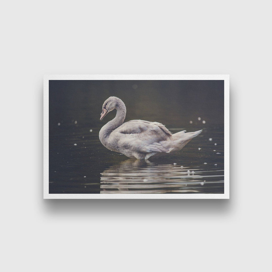 The Swan Painting - Meri Deewar 3 : 2 Horizontal Premium Wall Art Canvas by MeriDeewar