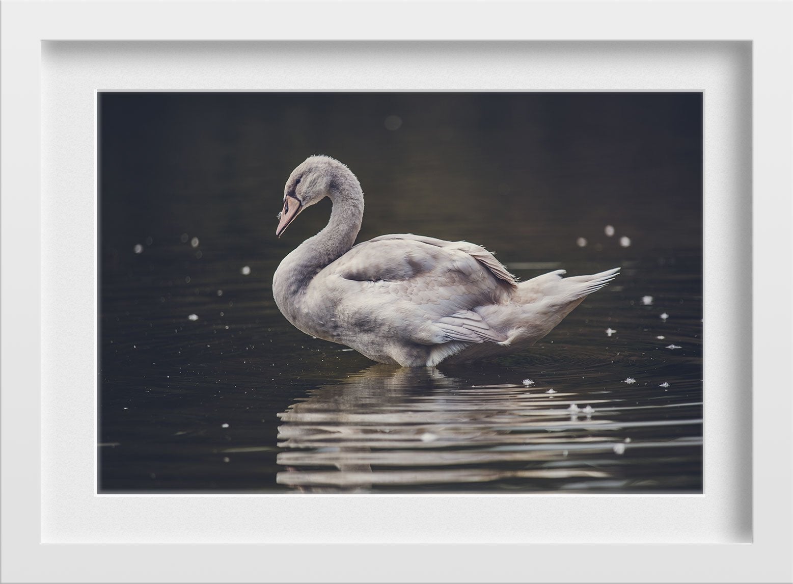 The Swan Painting - Meri Deewar 3 : 2 Horizontal Premium Wall Art Canvas by MeriDeewar