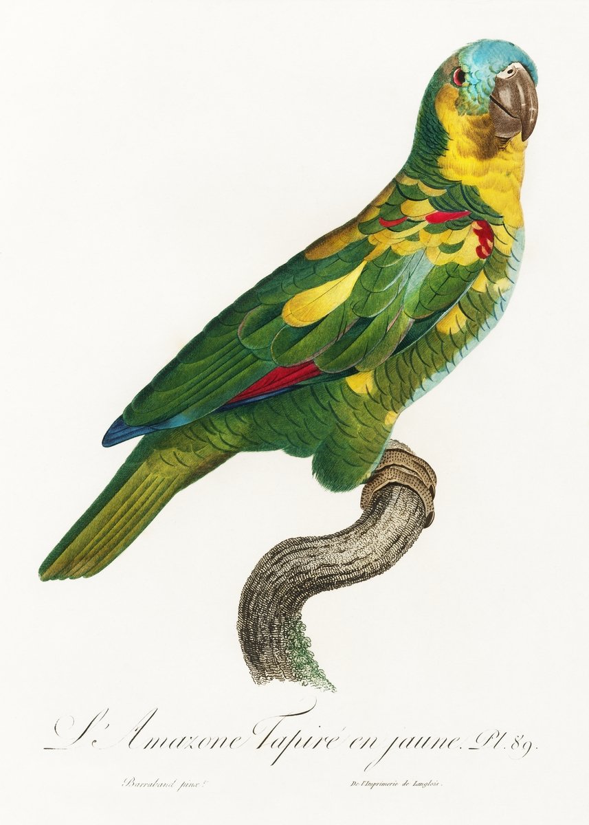 The Turquoise Fronted Amazon, Amazona aestiva from Natural History of Parrots Painting - Meri Deewar 2 : 3 Vertical Premium Wall Art Canvas by MeriDeewar