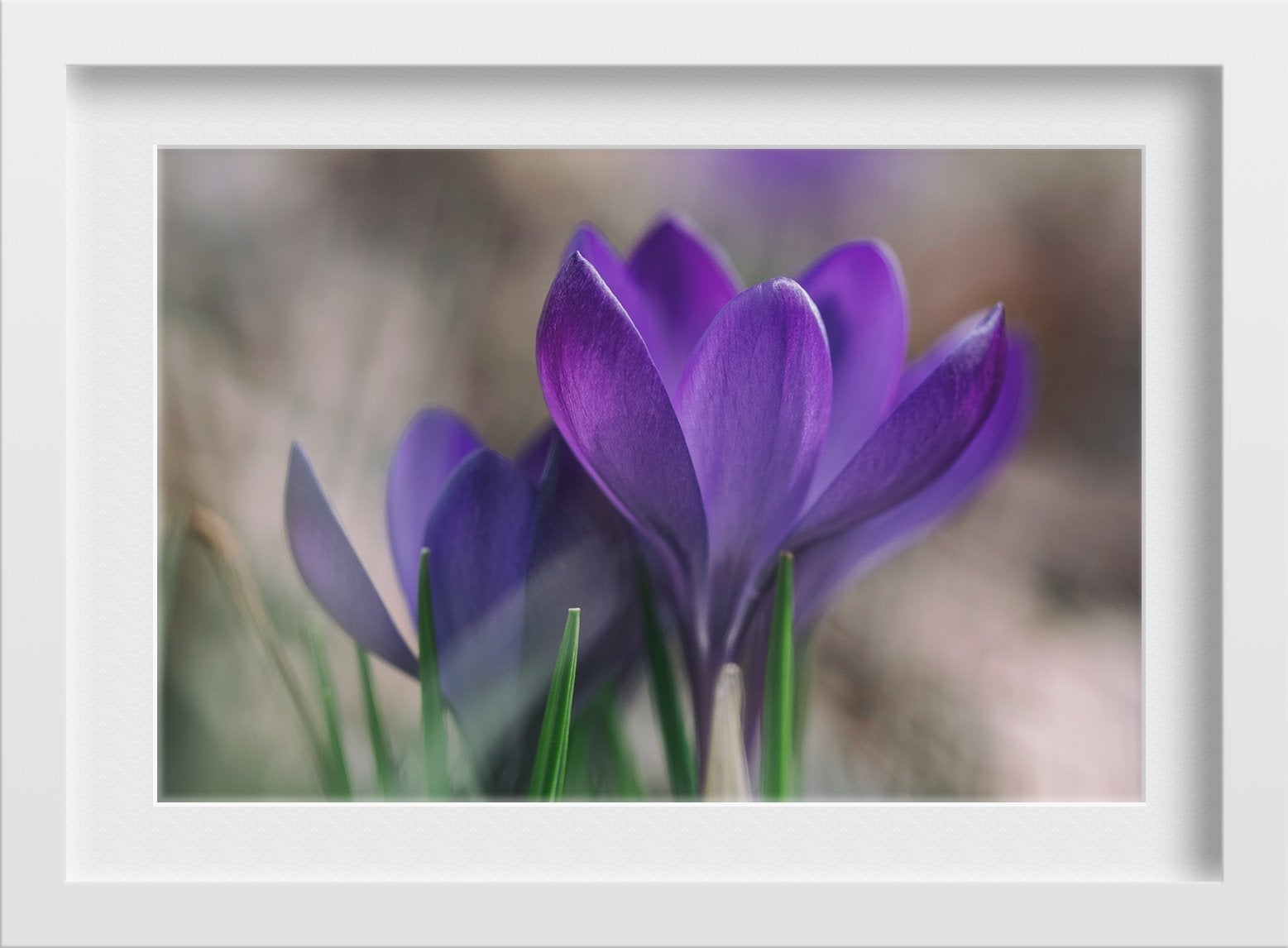 The Violet Lily Painting - Meri Deewar 3 : 2 Horizontal Premium Wall Art Canvas by MeriDeewar