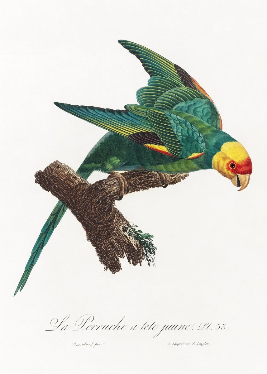 The Yellow Crowned Parakeet Painting - Meri Deewar 2 : 3 Vertical Premium Wall Art Canvas by MeriDeewar