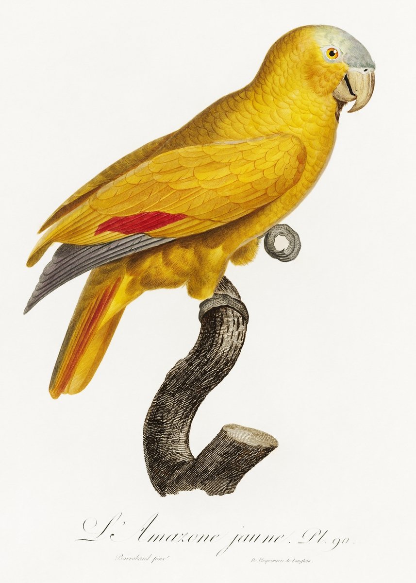 The Yellow Fronted Parrot Amazona aestiva from Natural History of Parrots Painting - Meri Deewar 2 : 3 Vertical Premium Wall Art Canvas by MeriDeewar